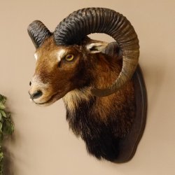 Muflone (Ovis gmelini musimon) Preparato HL 75 cm Testa Spalla Scudo principale 85.12.93
