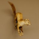 Steinmarder Marder auf Ast Präparat Deko Höhe 53 m Tierpräparat 89.5.231