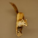 Steinmarder Marder auf Ast Präparat Deko Höhe 53 m Tierpräparat 89.5.231