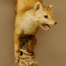 Steinmarder Marder auf Ast Präparat Deko Höhe 53 m Tierpräparat 89.5.231