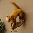 Steinmarder Marder auf Ast Präparat Deko Höhe 53 m Tierpräparat 89.5.231