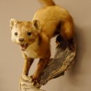 Steinmarder Marder auf Ast Präparat Deko Höhe 53 m Tierpräparat 89.5.231