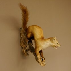 Steinmarder Marder auf Ast Präparat Deko Höhe 53 m Tierpräparat 89.5.231