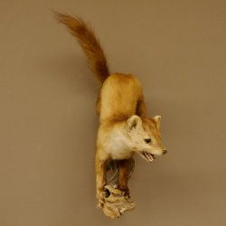 Steinmarder Marder auf Ast Präparat Deko Höhe 53 m Tierpräparat 89.5.231