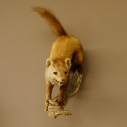 Steinmarder Marder auf Ast Präparat Deko Höhe 53 m Tierpräparat 89.5.231