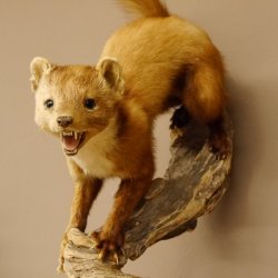 Steinmarder Marder auf Ast Präparat Deko Höhe 53 m Tierpräparat 89.5.231