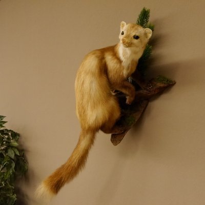 Steinmarder Marder auf Ast Präparat Deko Höhe 58 m Tierpräparat 89.5.232