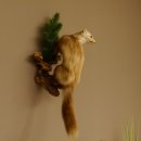 Steinmarder Marder auf Ast Präparat Deko Höhe 58 m Tierpräparat 89.5.232