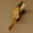 Steinmarder Marder auf Ast Präparat Deko Höhe 58 m Tierpräparat 89.5.232