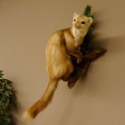 Steinmarder Marder auf Ast Präparat Deko Höhe 58 m Tierpräparat 89.5.232