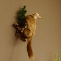 Steinmarder Marder auf Ast Präparat Deko Höhe 58 m Tierpräparat 89.5.232