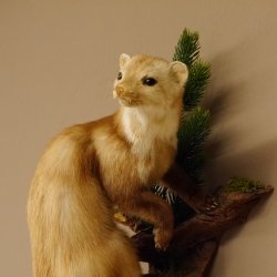 Steinmarder Marder auf Ast Präparat Deko Höhe 58 m Tierpräparat 89.5.232