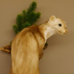 Steinmarder Marder auf Ast Präparat Deko Höhe 58 m Tierpräparat 89.5.232