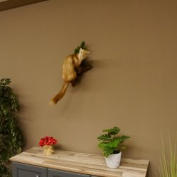 Steinmarder Marder auf Ast Präparat Deko Höhe 58 m Tierpräparat 89.5.232