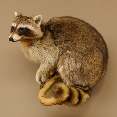 Waschbär Präparat auf Ast zum hängen 89.9.31