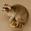 Waschbär Präparat auf Ast zum hängen 89.9.31