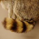 Waschbär Präparat auf Ast zum hängen 89.9.31