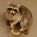 Waschbär Präparat auf Ast zum hängen 89.9.31