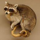 Waschbär Präparat auf Ast zum hängen 89.9.31