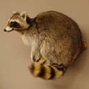 Waschbär Präparat auf Ast zum hängen 89.9.31