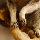 Waschbär Präparat auf Ast zum hängen 89.9.31