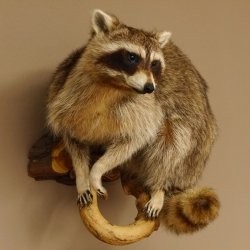 Waschbär Präparat auf Ast zum hängen 89.9.31