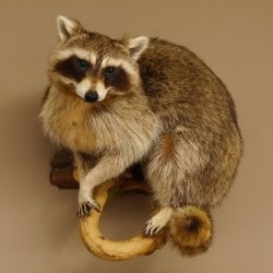 Waschbär Präparat auf Ast zum hängen 89.9.31