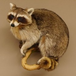 Waschbär Präparat auf Ast zum hängen 89.9.31