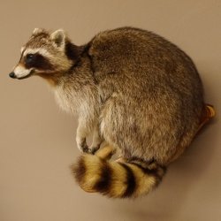 Waschbär Präparat auf Ast zum hängen 89.9.31