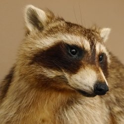 Waschbär Präparat auf Ast zum hängen 89.9.31