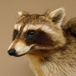 Waschbär Präparat auf Ast zum hängen 89.9.31