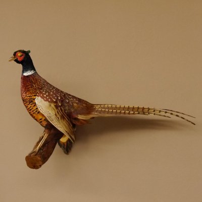 Jagdfasan Fasan Ganzpräparat Vogel Präparat Trophäe mit Herkunftsnachweis 90.5.71