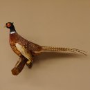 Jagdfasan Fasan Ganzpräparat Vogel Präparat Trophäe mit Herkunftsnachweis 90.5.71