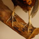 Jagdfasan Fasan Ganzpräparat Vogel Präparat Trophäe mit Herkunftsnachweis 90.5.71