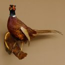Jagdfasan Fasan Ganzpräparat Vogel Präparat Trophäe mit Herkunftsnachweis 90.5.71