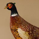 Jagdfasan Fasan Ganzpräparat Vogel Präparat Trophäe mit Herkunftsnachweis 90.5.71