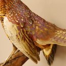 Jagdfasan Fasan Ganzpräparat Vogel Präparat Trophäe mit Herkunftsnachweis 90.5.71