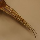 Jagdfasan Fasan Ganzpräparat Vogel Präparat Trophäe mit Herkunftsnachweis 90.5.71