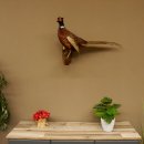 Jagdfasan Fasan Ganzpräparat Vogel Präparat Trophäe mit Herkunftsnachweis 90.5.71