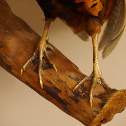 Jagdfasan Fasan Ganzpräparat Vogel Präparat Trophäe mit Herkunftsnachweis 90.5.71