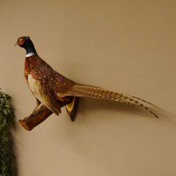 Jagdfasan Fasan Ganzpräparat Vogel Präparat Trophäe mit Herkunftsnachweis 90.5.71