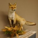 Vos Rode vos open bek op boomstam Opgezette dieren Opgezette dieren Trofee 89.8.180