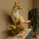 Vos Rode vos open bek op boomstam Opgezette dieren Opgezette dieren Trofee 89.8.180