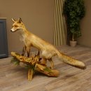 Vos Rode vos open bek op boomstam Opgezette dieren Opgezette dieren Trofee 89.8.180