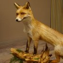 Vos Rode vos open bek op boomstam Opgezette dieren Opgezette dieren Trofee 89.8.180