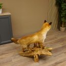 Vos Rode vos open bek op boomstam Opgezette dieren Opgezette dieren Trofee 89.8.180