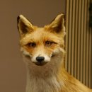 Vos Rode vos open bek op boomstam Opgezette dieren Opgezette dieren Trofee 89.8.180