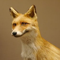 Vos Rode vos open bek op boomstam Opgezette dieren Opgezette dieren Trofee 89.8.180