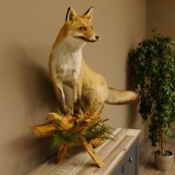 Vos Rode vos open bek op boomstam Opgezette dieren Opgezette dieren Trofee 89.8.180