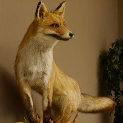 Vos Rode vos open bek op boomstam Opgezette dieren Opgezette dieren Trofee 89.8.180